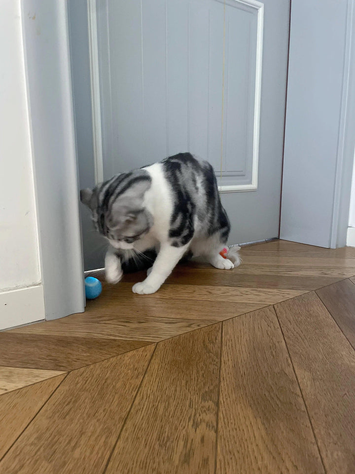 Cat Interactive Ball Smart Cat Toys for Pet Indoor Automatic Rolling Ball Electronic Interactive Cat Toy Cat Game Accessories - My Store